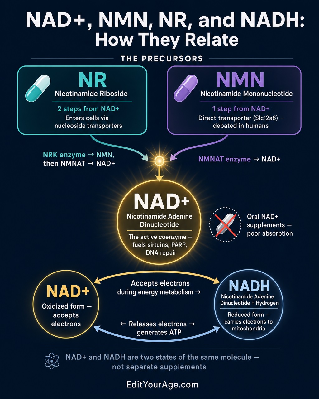 NAD+ NMN NR NADH Comparison