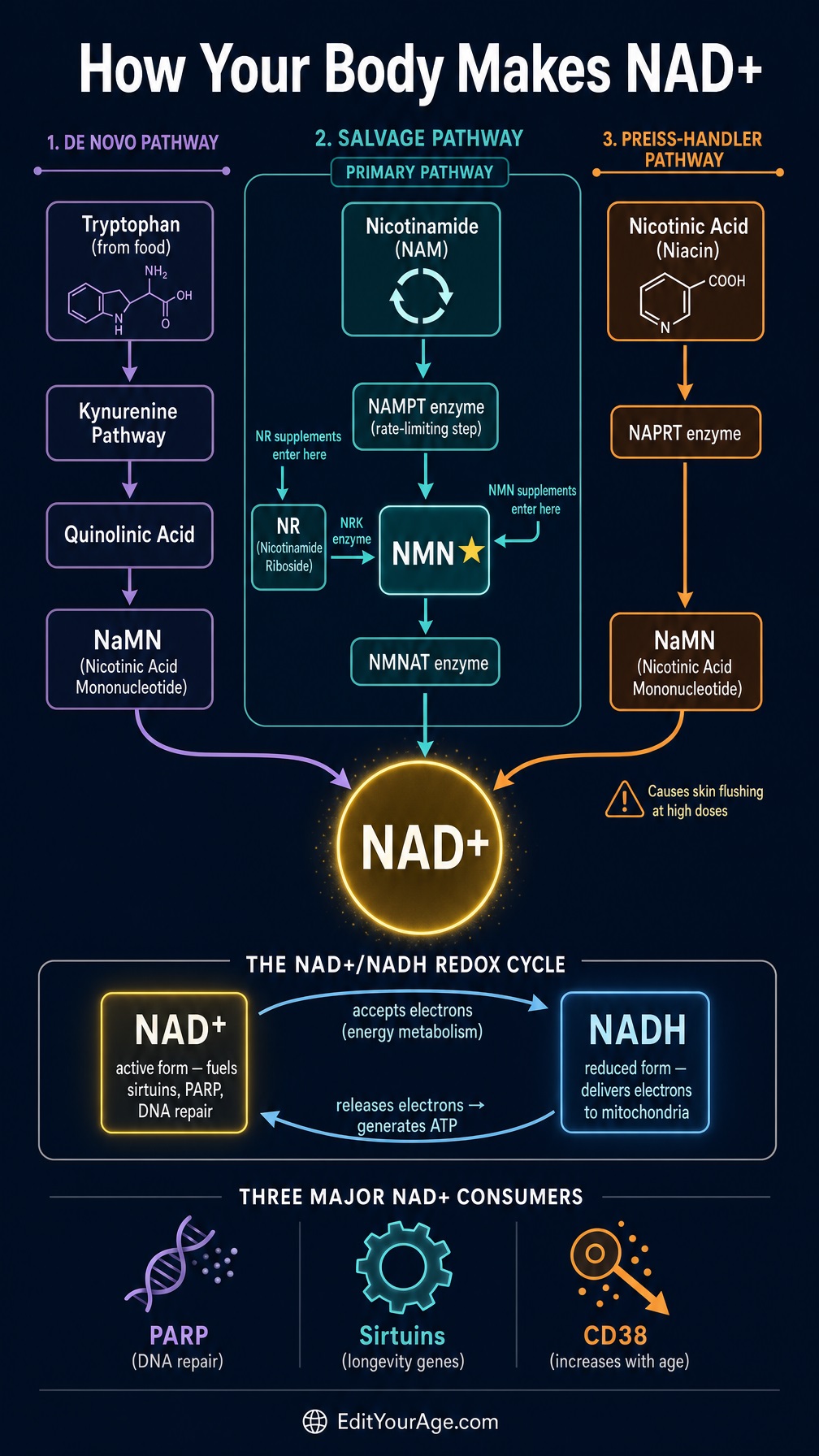 nad+ pathway explained