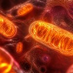 nad cognitive decline