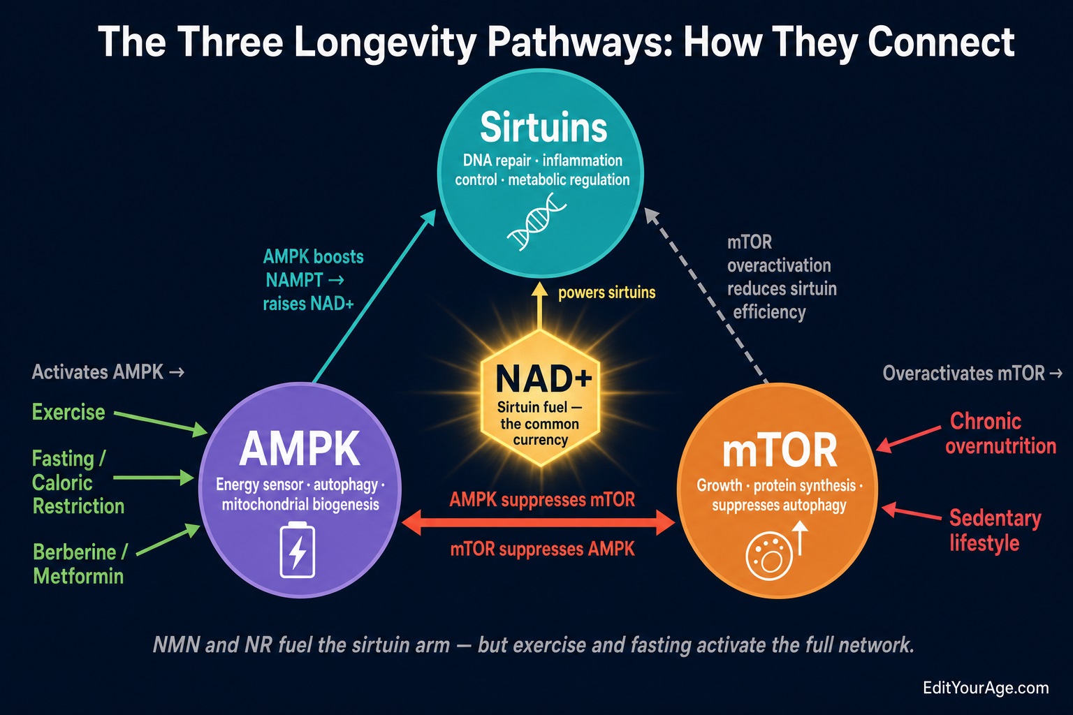 Sirtuins AMPK mTOR Longevity Pathways
