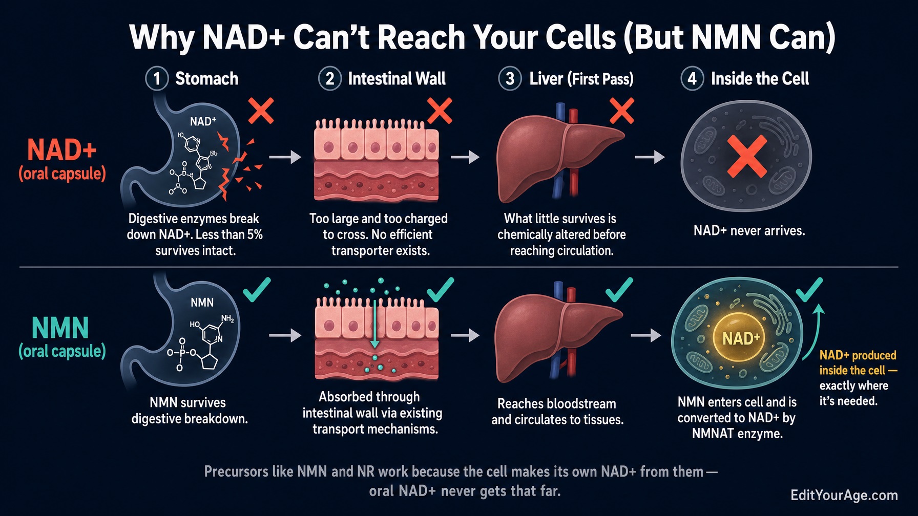 Do Not Take NAD+ Directly
